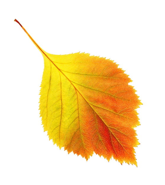 Autumn leaf isolated on white background