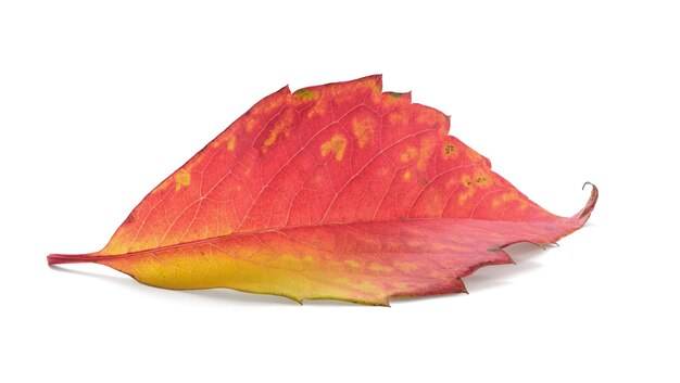 Autumn leaf Isolated on white background