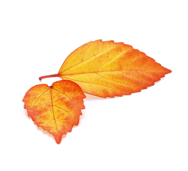 Autumn leaf isolated on white background