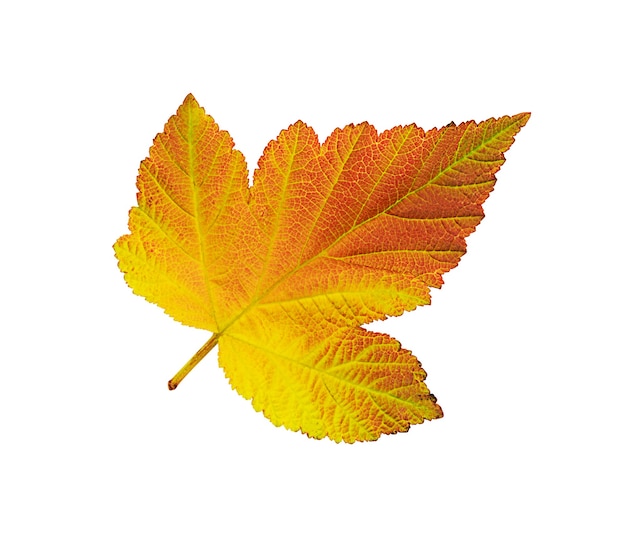 autumn leaf isolated on white background