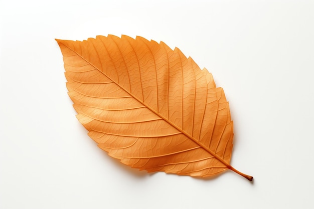 An Autumn leaf isolated on a white background