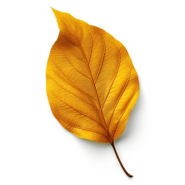 Autumn leaf isolated on white background