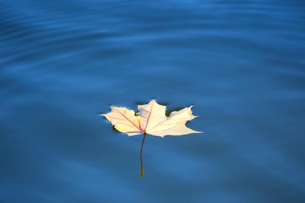 Autumn leaf lies on the water of the lake seasons of nature