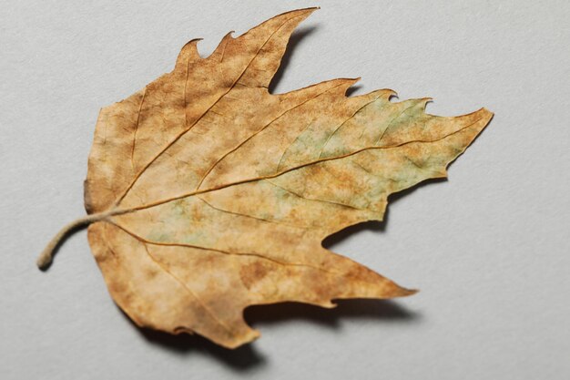 Autumn leaf on light gray background close up