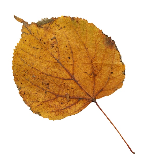 Autumn leaf of linden tree isolated on white Dried autumn leaf of linden tree