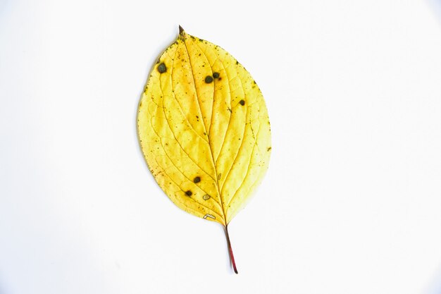 Autumn leaf lying on white background. Seasonal photo.