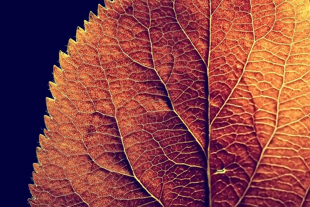 가을 잎 매크로 / 잎 질감, 디자인 아름다운 자연, 노란색 맑은 가을 배경