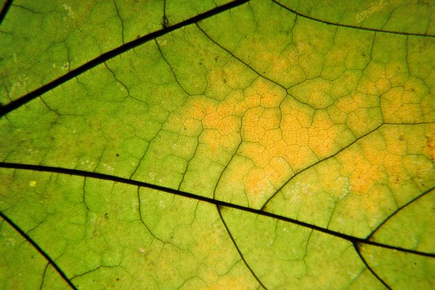 Autumn leaf macro. Leaf veins close up.