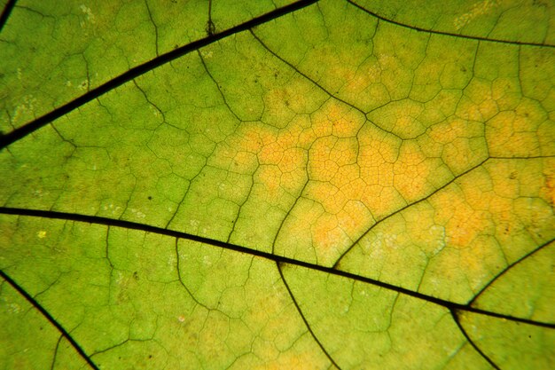 Macro foglia d'autunno. le vene fogliari si chiudono.