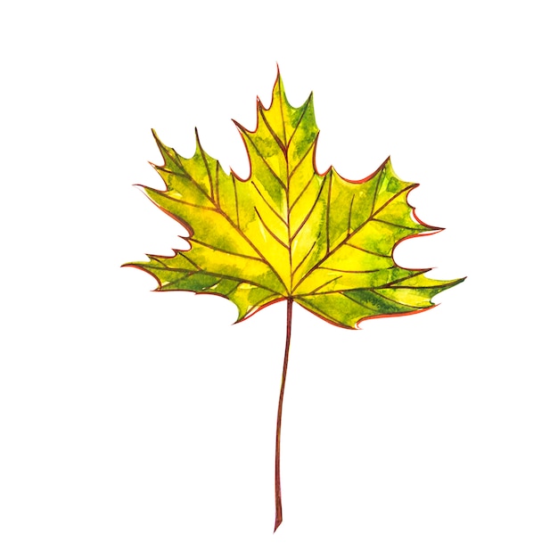 Autumn leaf - Norway maple. Autumn maple leaf isolated . Watercolor illustration.