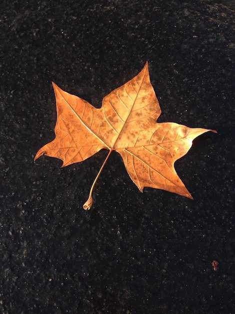 Foto foglia d'autunno platano oro inverno