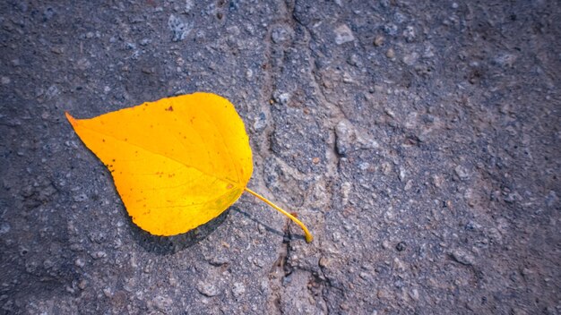 Photo autumn leaf on the road