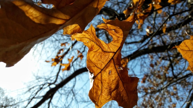 Autumn leaf in a sunny day with blue sky and branches background