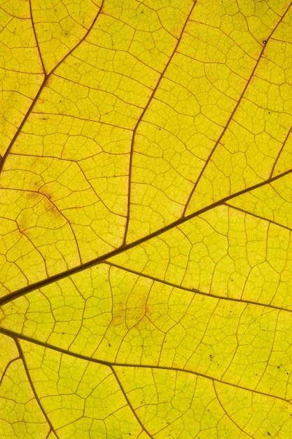 Autumn leaf texture close-up with veins