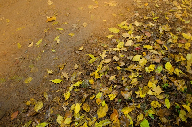 紅葉の質感色落ち葉地面に横たわる紅葉