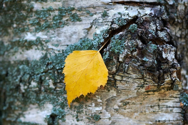 Autumn leaf on tree trunk