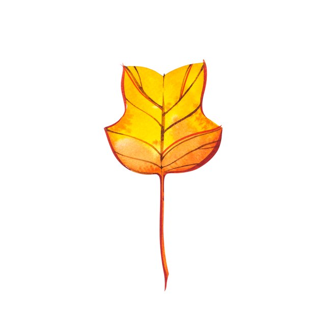 Autumn leaf - Tuliptree. Autumn maple leaf isolated . Watercolor illustration.