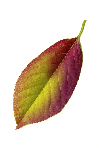 Autumn leaf on white background