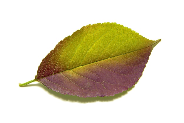 Photo autumn leaf on white background