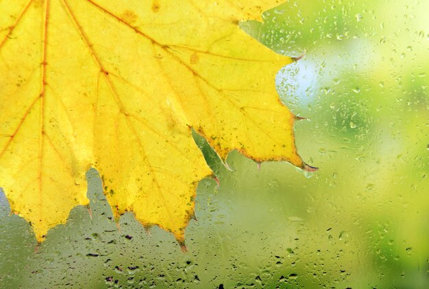 Autumn leaf on window glass closeup