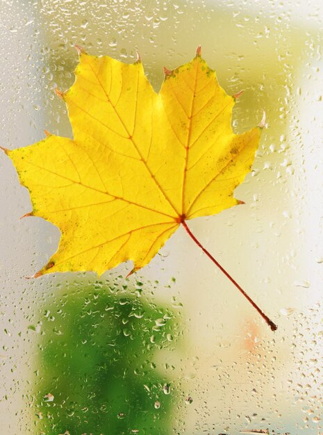 Autumn leaf on window glass closeup