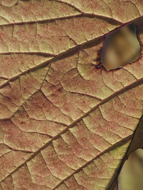 autumn leaf with artificial windows