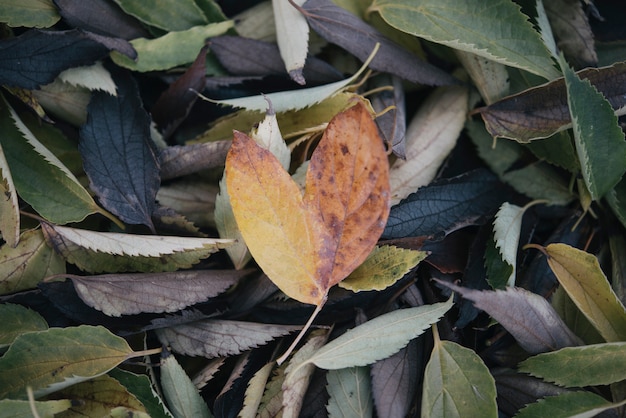 Autumn leaf with heart