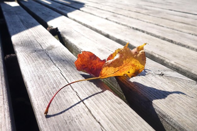 Foto foglia d'autunno sul pavimento di legno