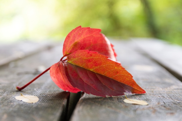 Autumn leaf on wooden table and bokeh vegetation