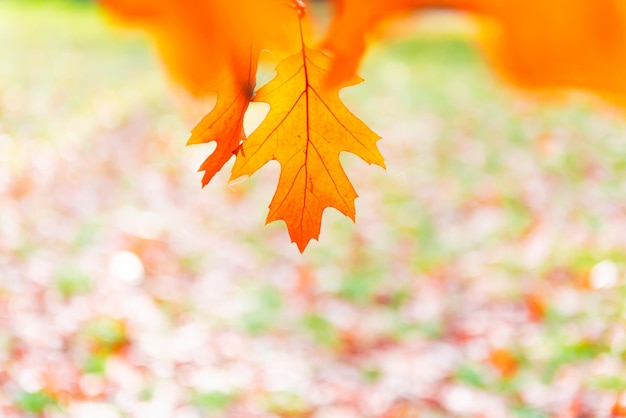 Autumn leaf