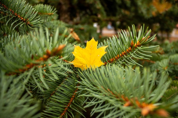 Autumn leaf