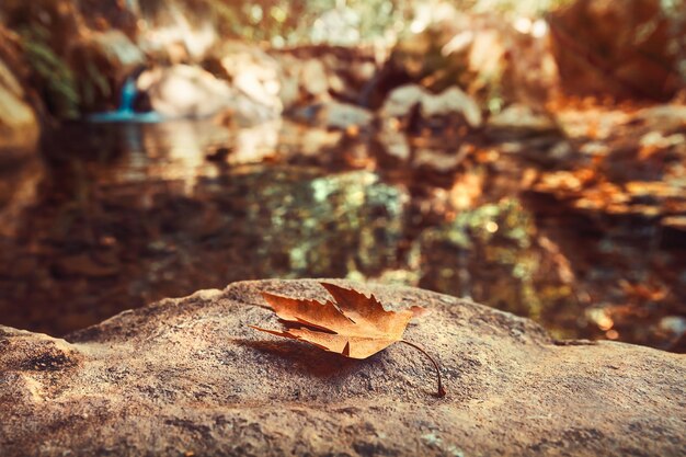 Autumn leaf