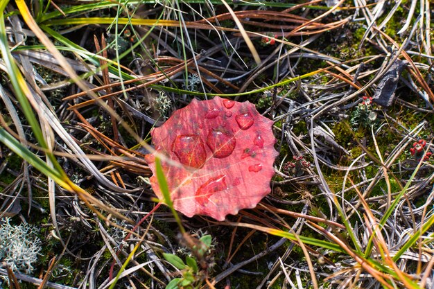 Autumn leaf