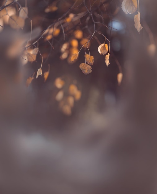 Autumn leafes achtergrond, potrait achtergrondafbeelding