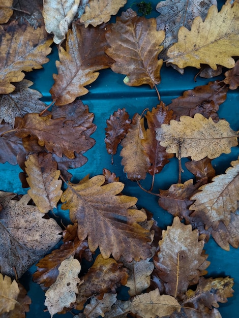 Autumn leafes on blue background