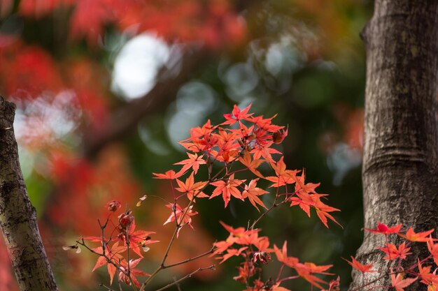 写真 晴れた日に日本のメープルの秋の葉