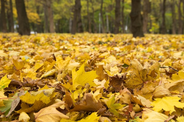 Autumn leafs