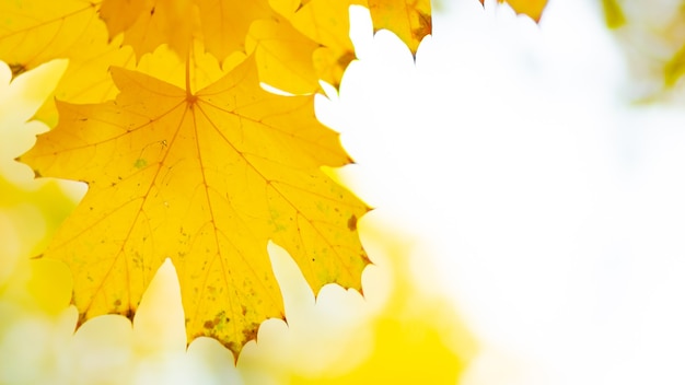 Autumn leaves. Abstract autumn nature background with maple tree leaves. Fall background