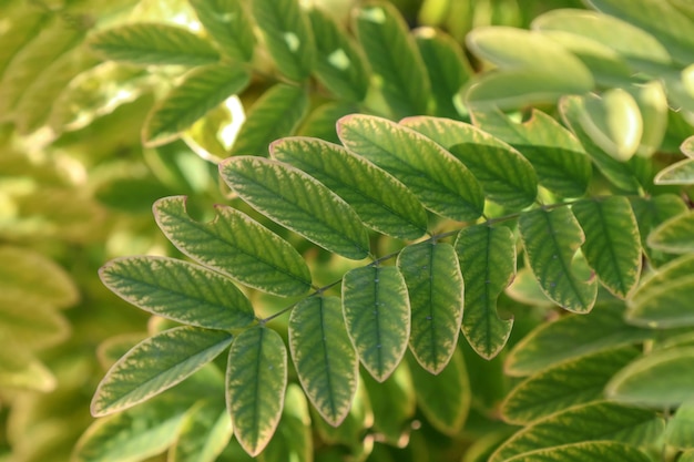 Photo autumn leaves of acacia in nature