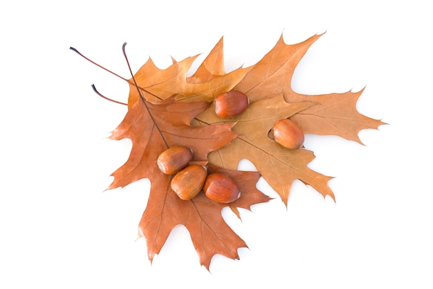 Autumn leaves and acorns isolated on white background top view