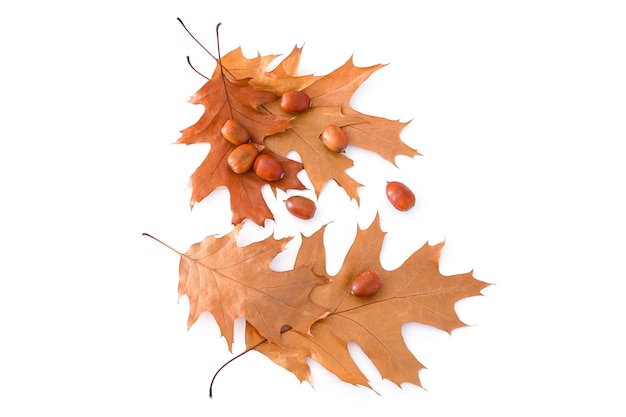 Autumn leaves and acorns isolated on white background top view