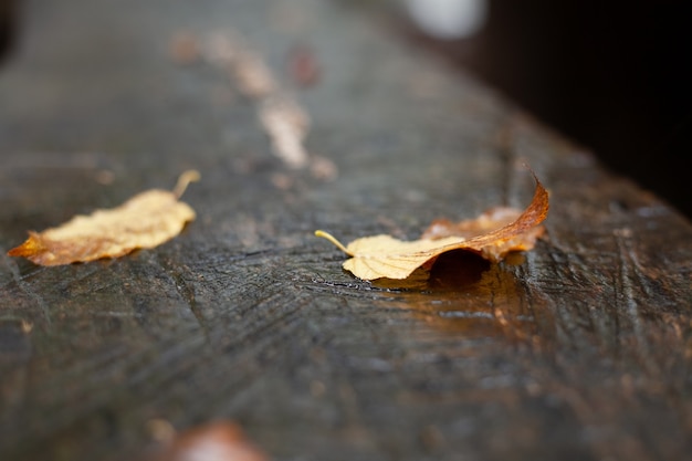 autumn leaves after rain on the table