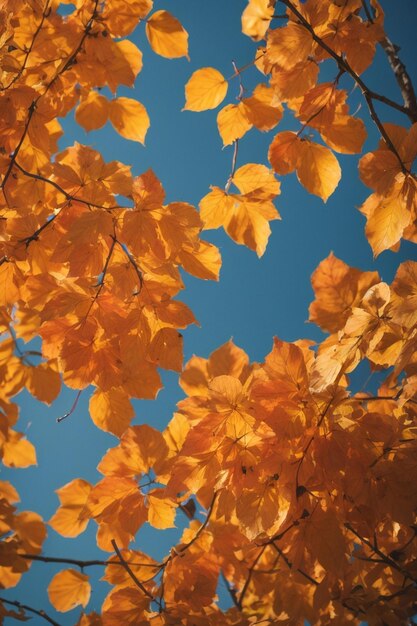 Autumn leaves against a blue sky