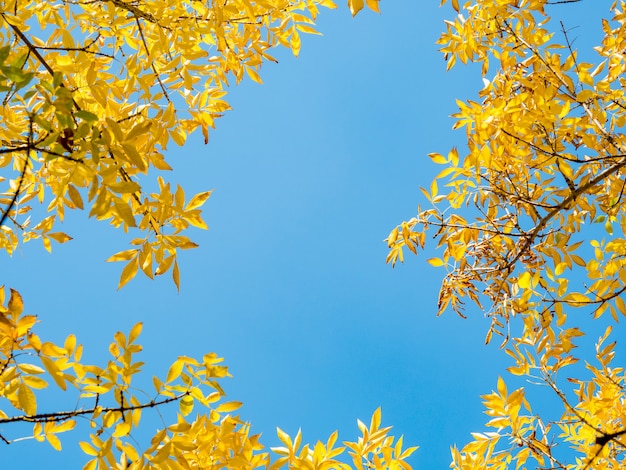 Autumn leaves against blue sky