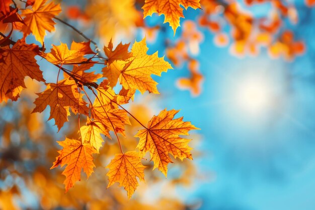 Autumn Leaves Against Blue Sky