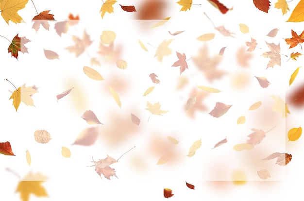 Photo autumn leaves are falling flying white background isolated
