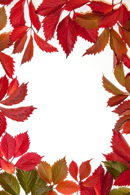 Autumn leaves are red and green on a white background the concept of autumn copy space