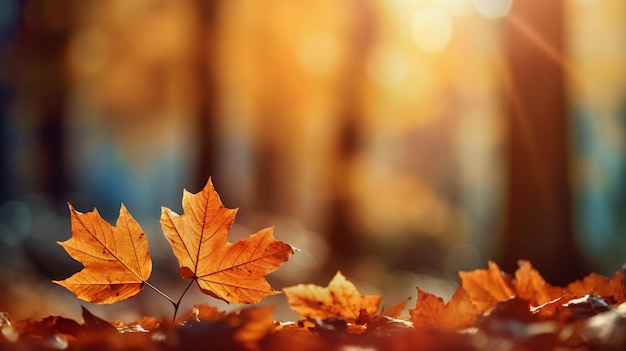 autumn leaves are standing on ground