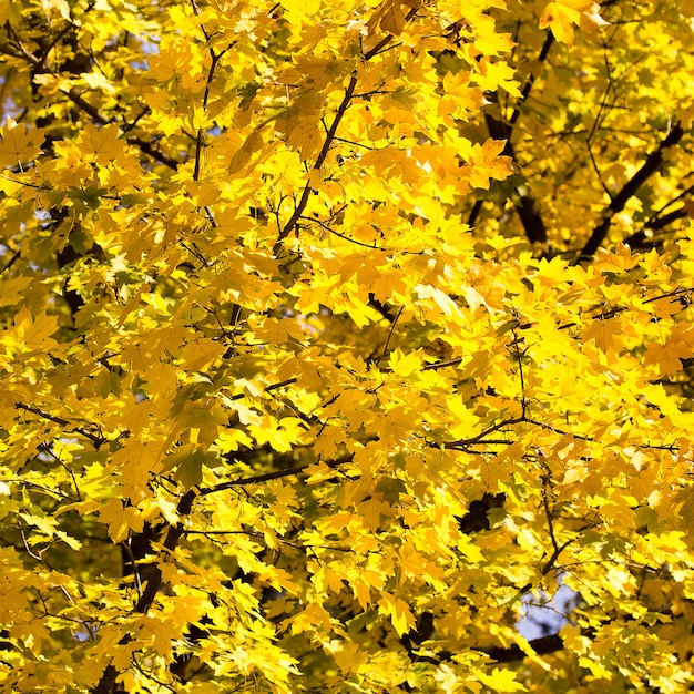 Autumn leaves as a background