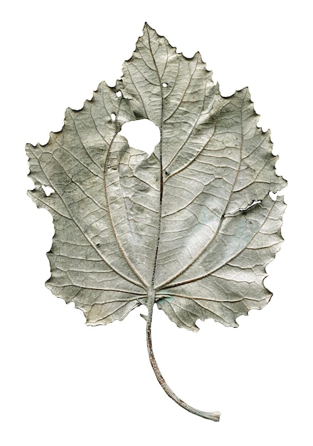 Autumn leaves of aspen isolated Autumn populus tremula leaf isolated